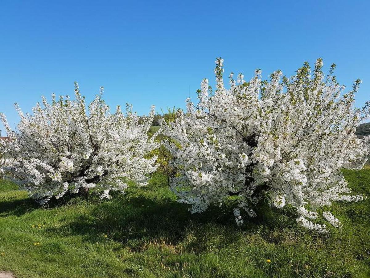 Feriendomizil Bergamini Lejlighed Bischoffingen Eksteriør billede